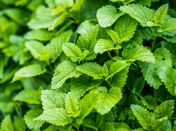 Lemon balm: The uses and benefits